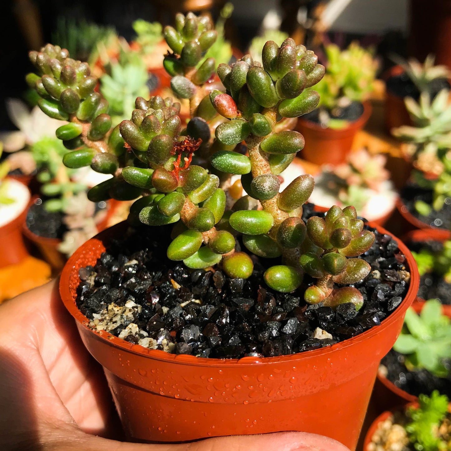 Sedum furfuraceum - cactusandes
