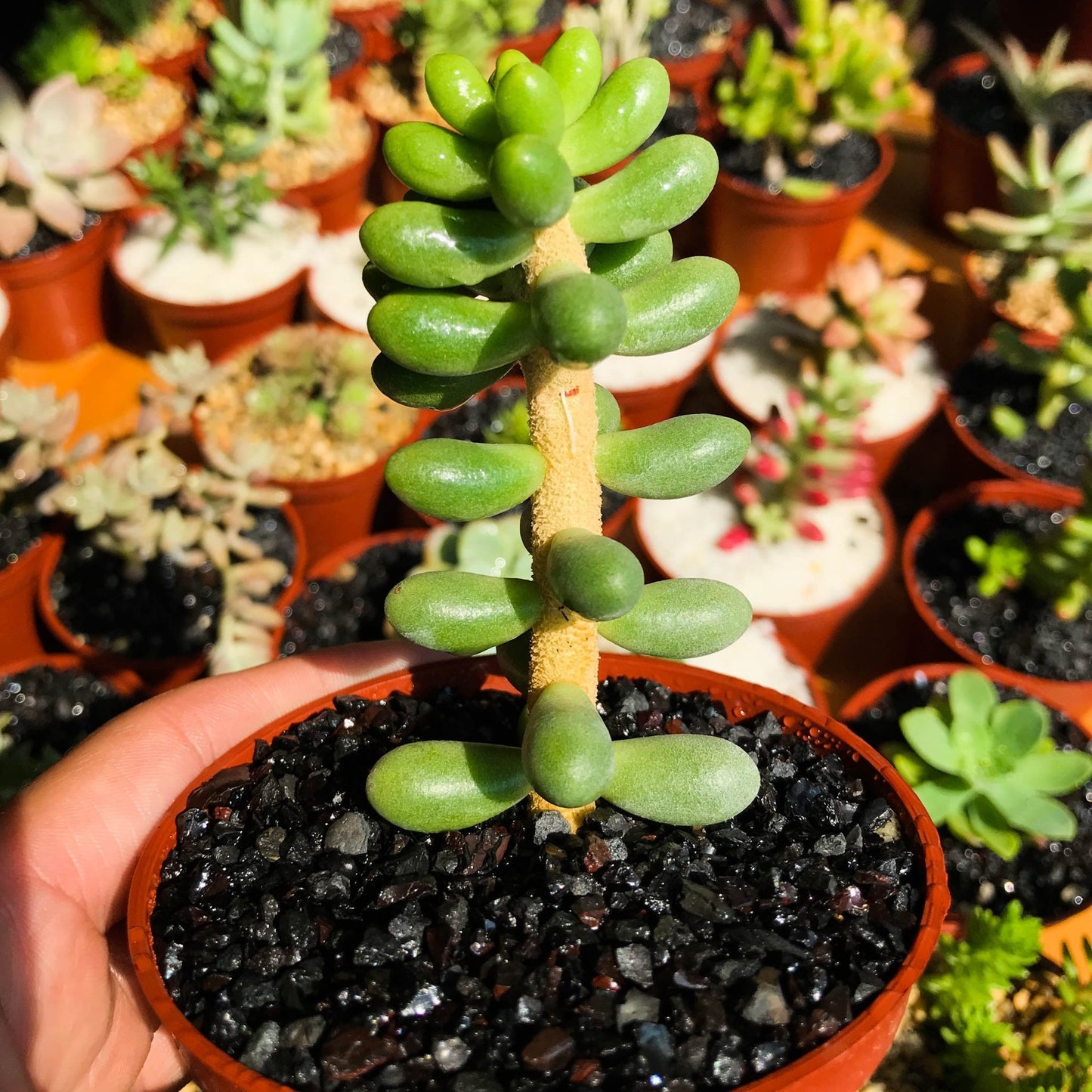 Sedum hernandezii - cactusandes