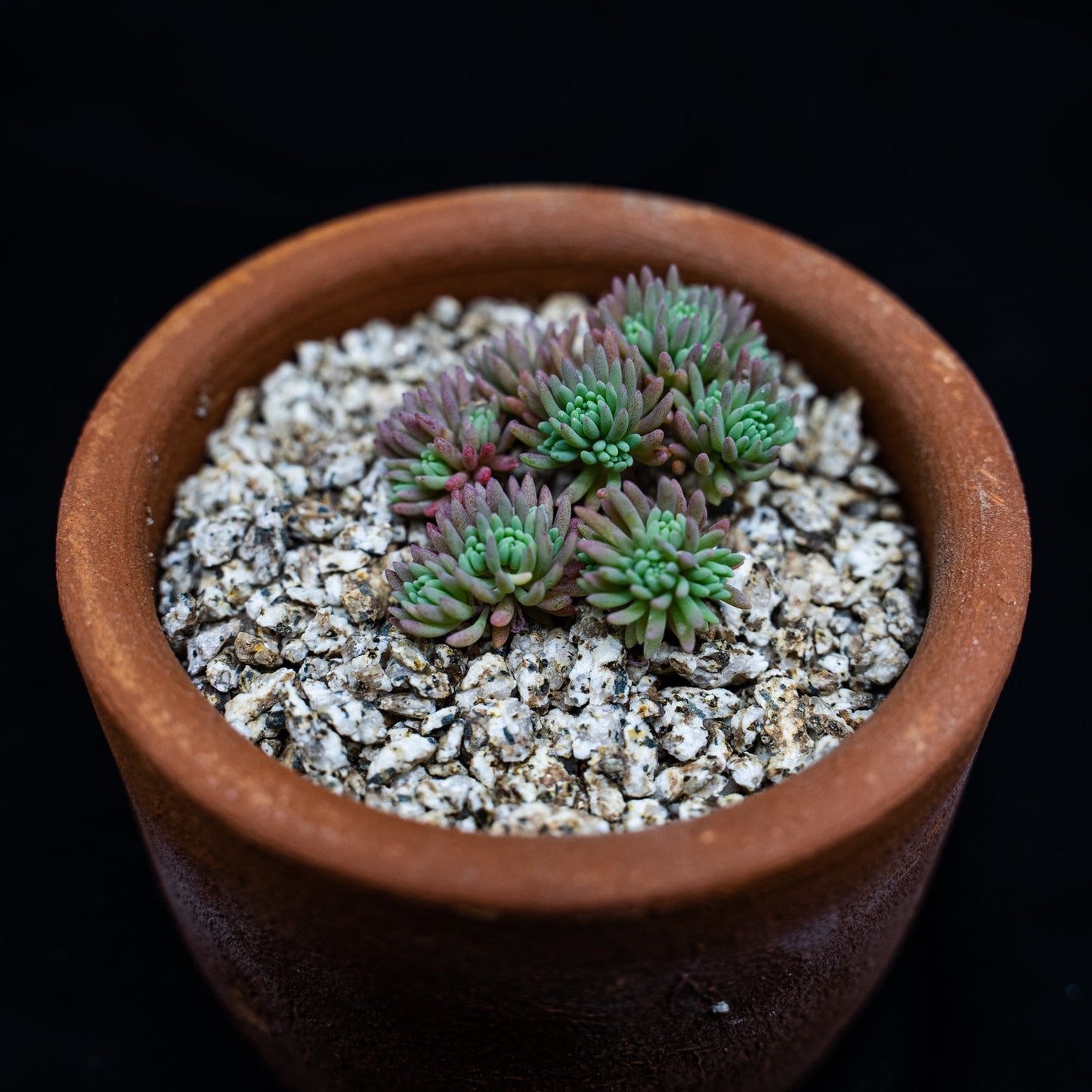 Sedum hispanicum var. minus - cactusandes