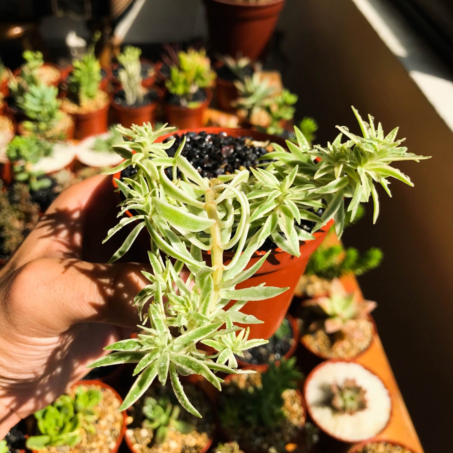 Sedum lineare vaeriegatum - cactusandes