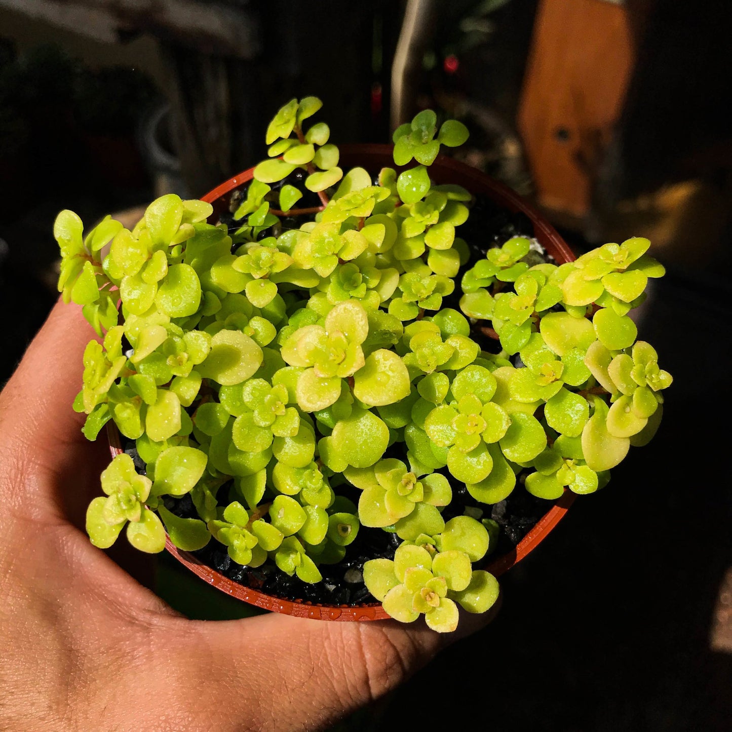 Sedum makinoi "Ogon" - cactusandes