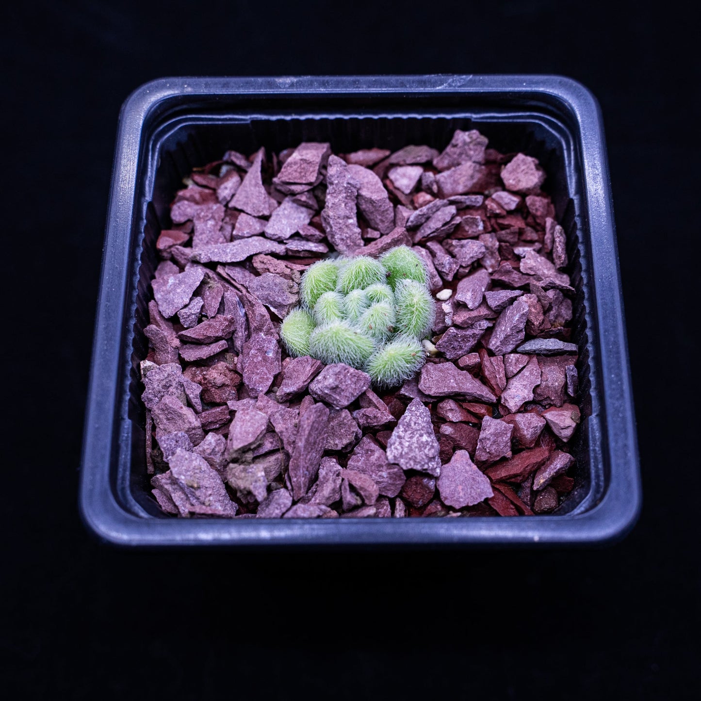 Sedum mocinianum - cactusandes
