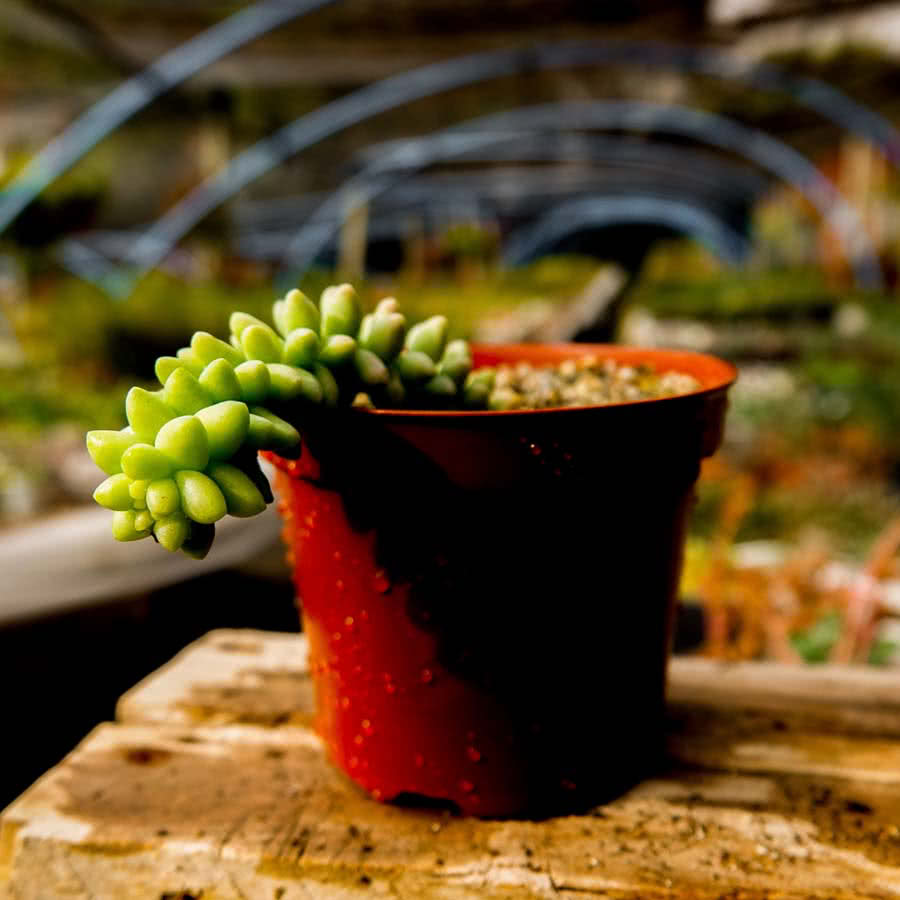 Sedum morganianum "Burrito" - cactusandes