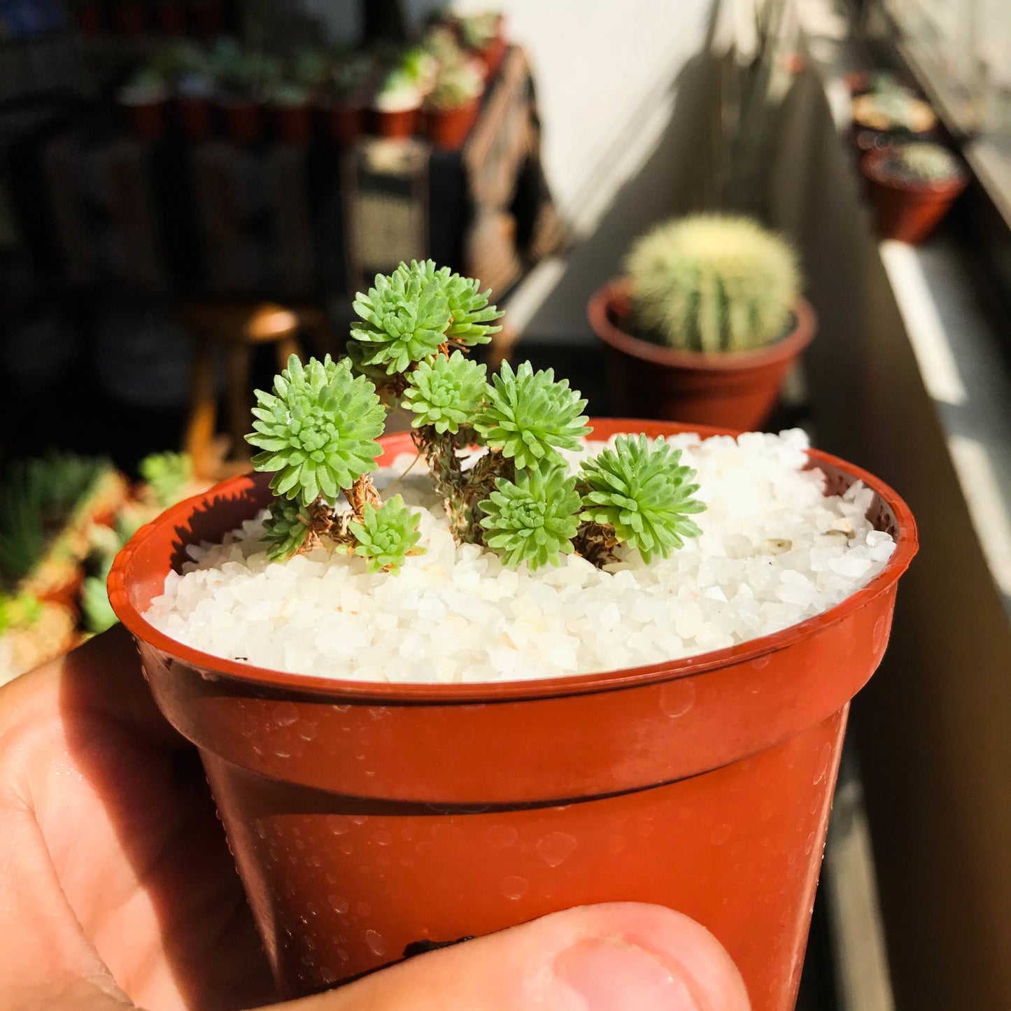 Sedum multiceps - cactusandes