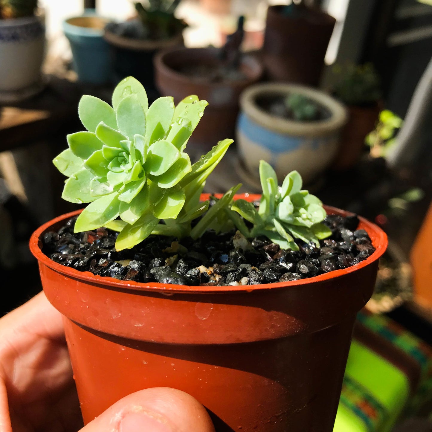 Sedum palmeri - cactusandes