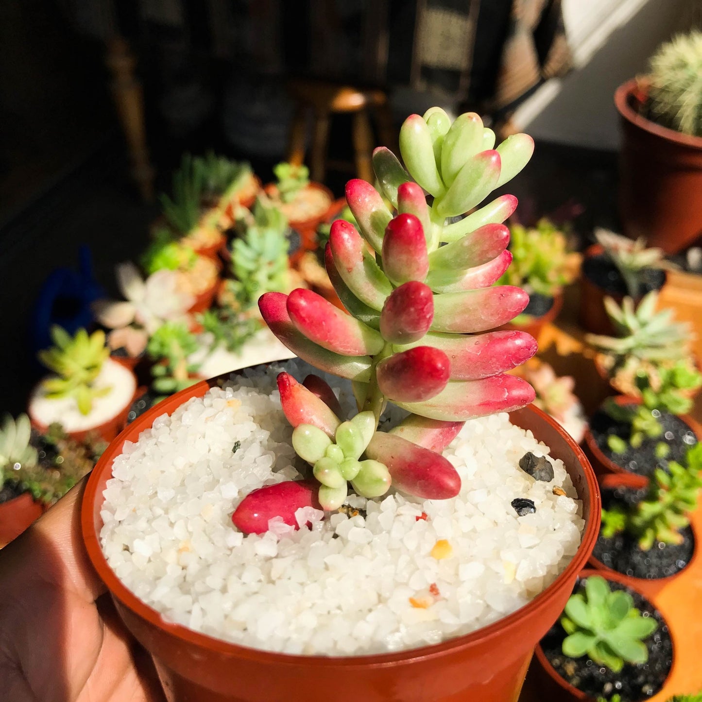 Sedum rubrotinctum aurora - cactusandes