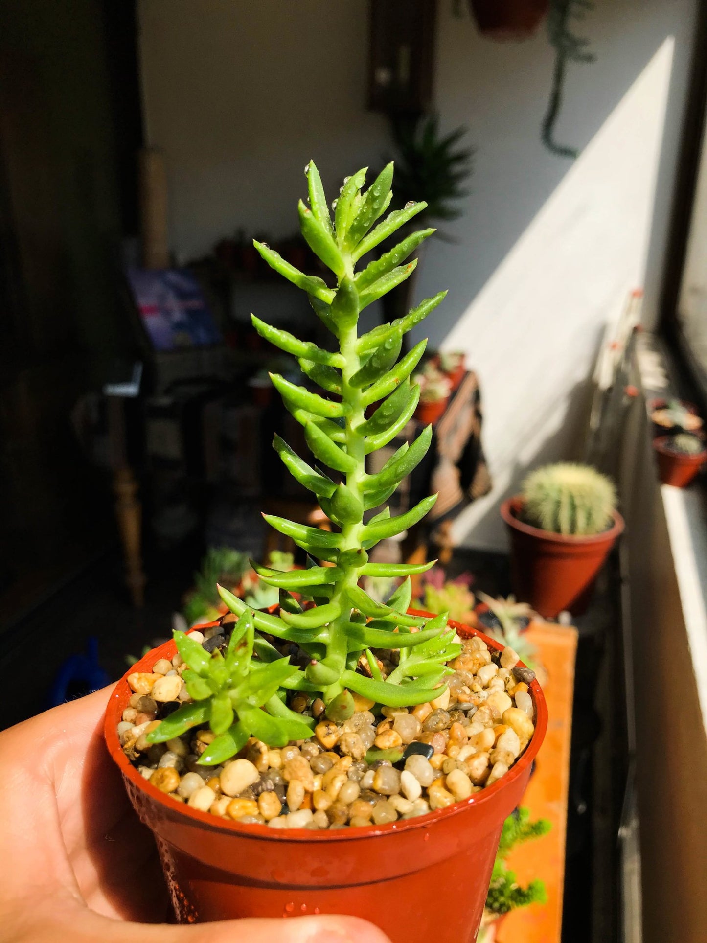 Sedum sarmentosum - cactusandes