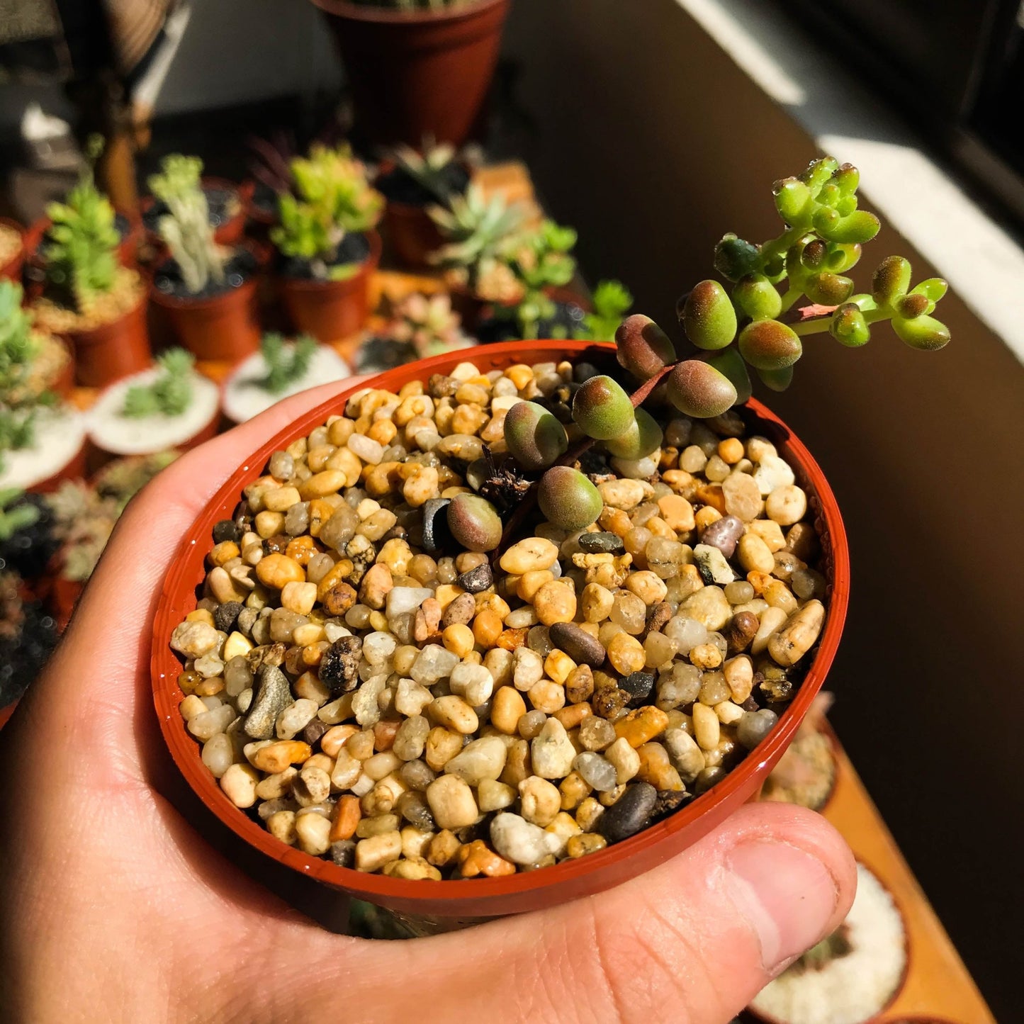 Sedum stahlii - cactusandes