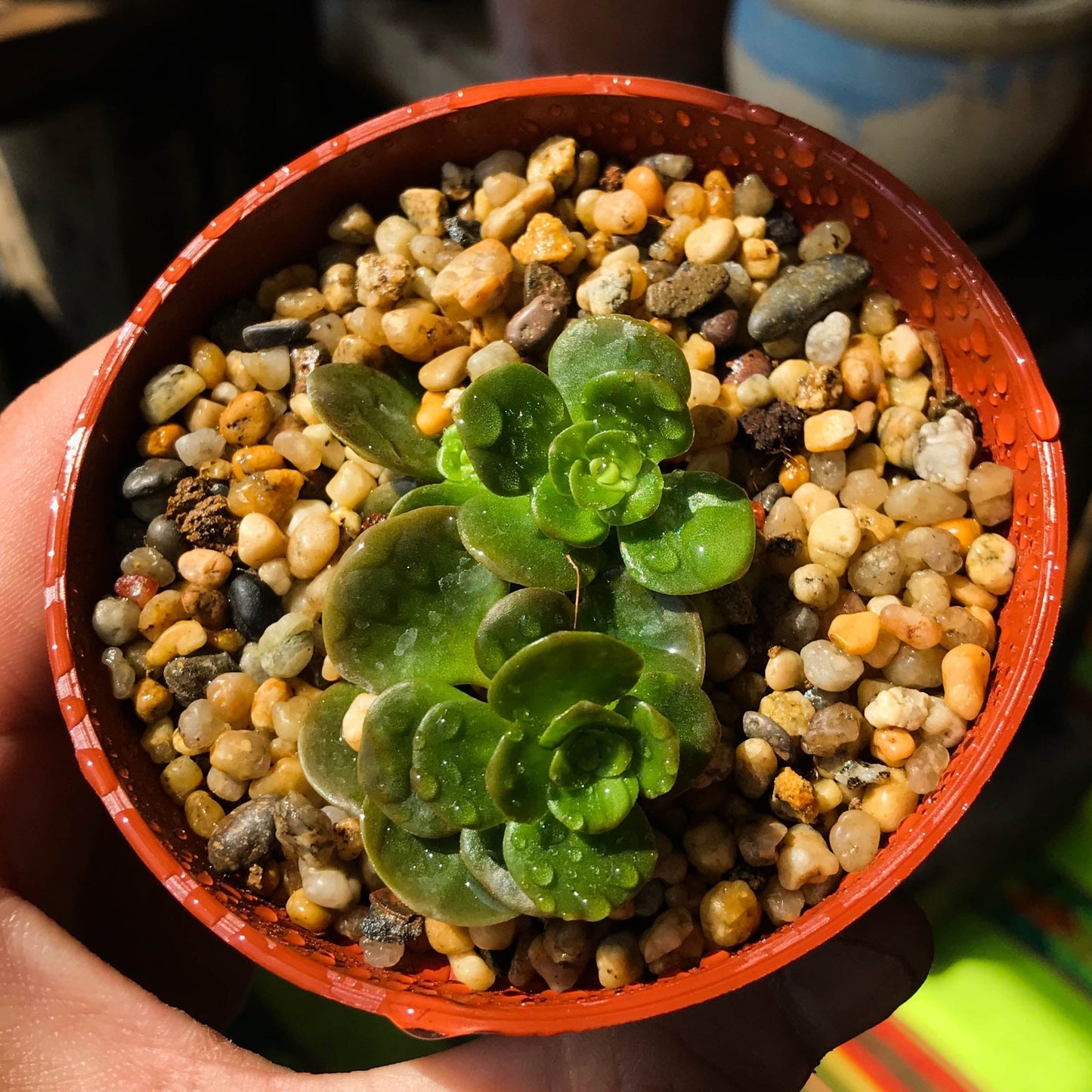 Sedum tetractinum - cactusandes
