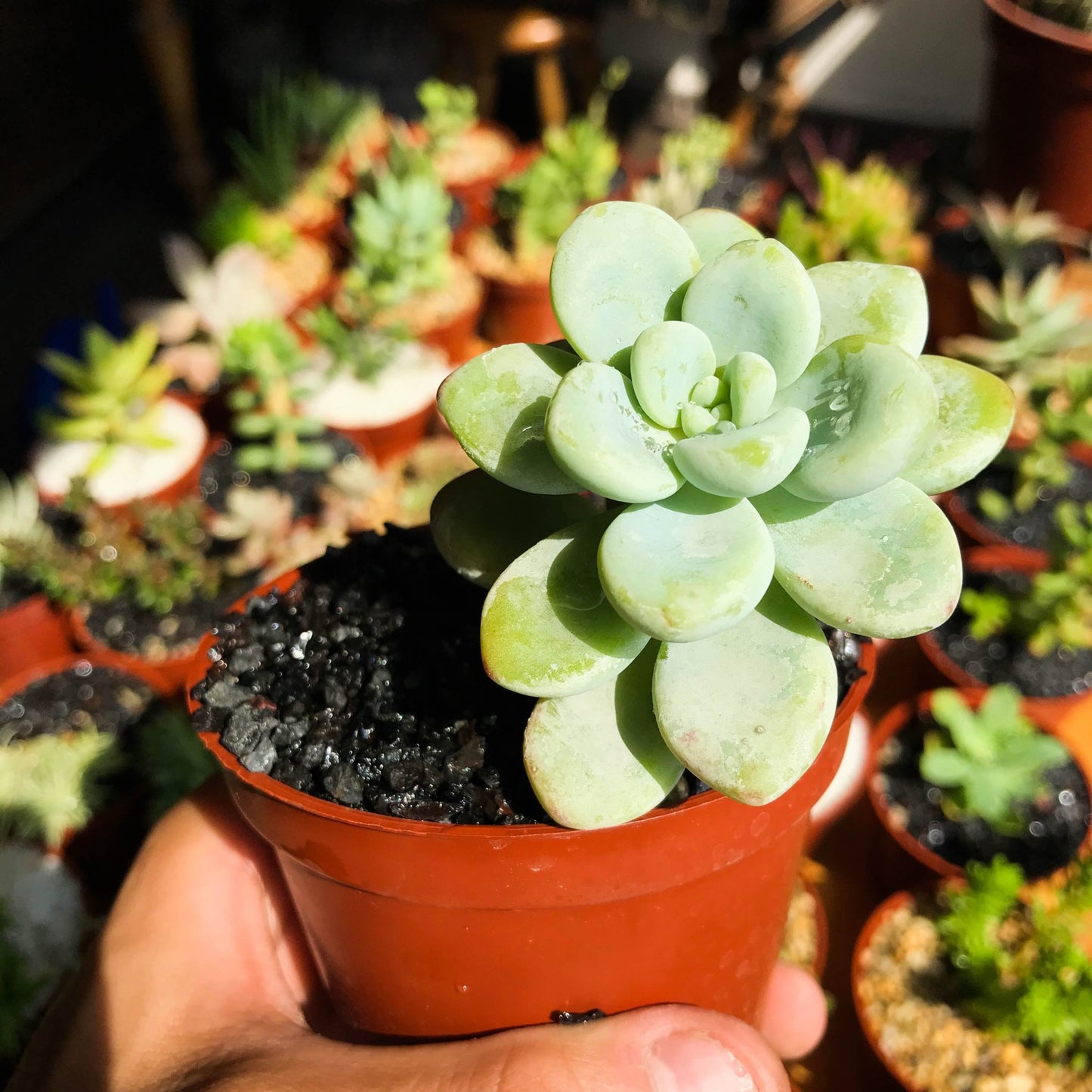 Sedum treleasei - cactusandes