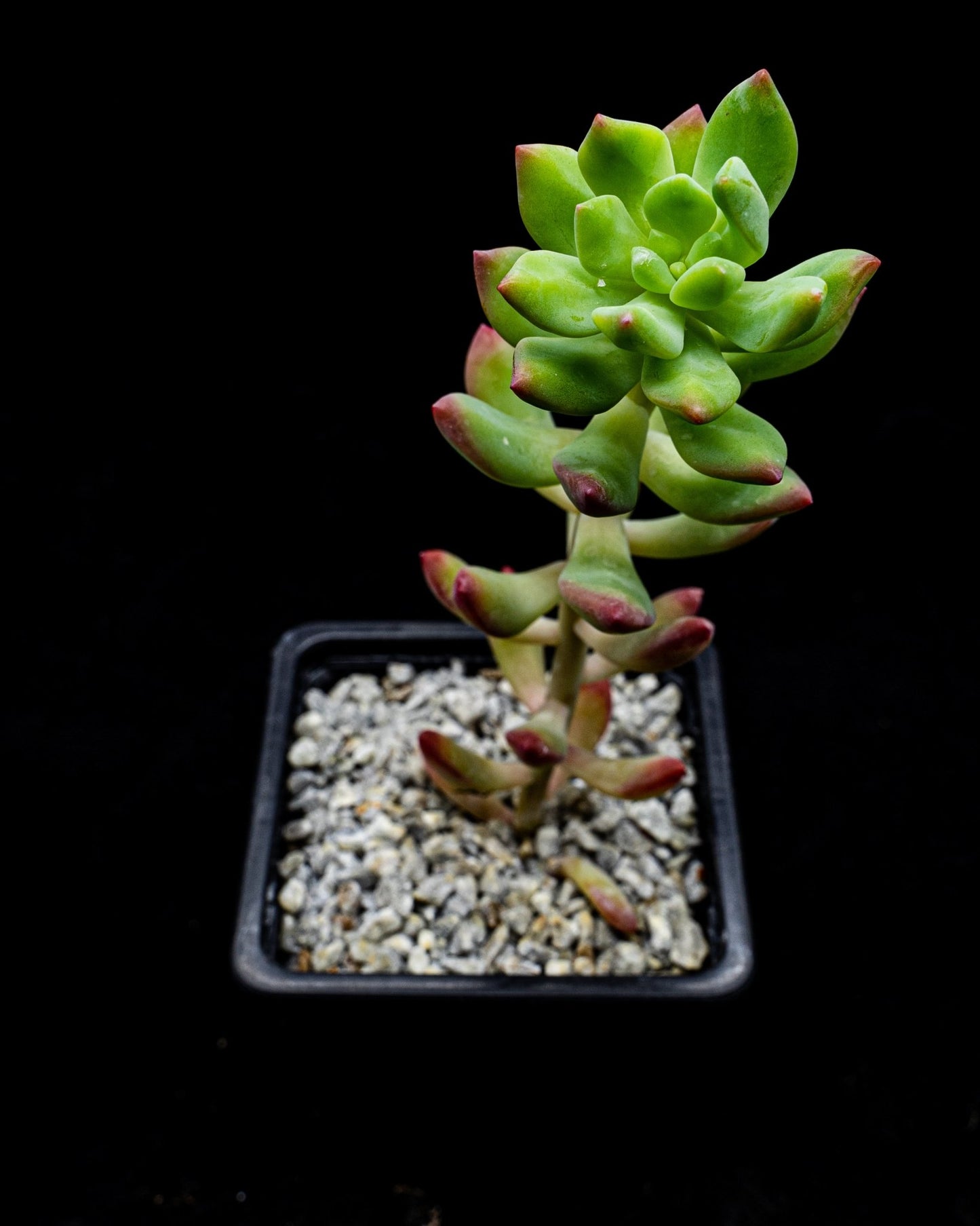 Sedum wayra - cactusandes