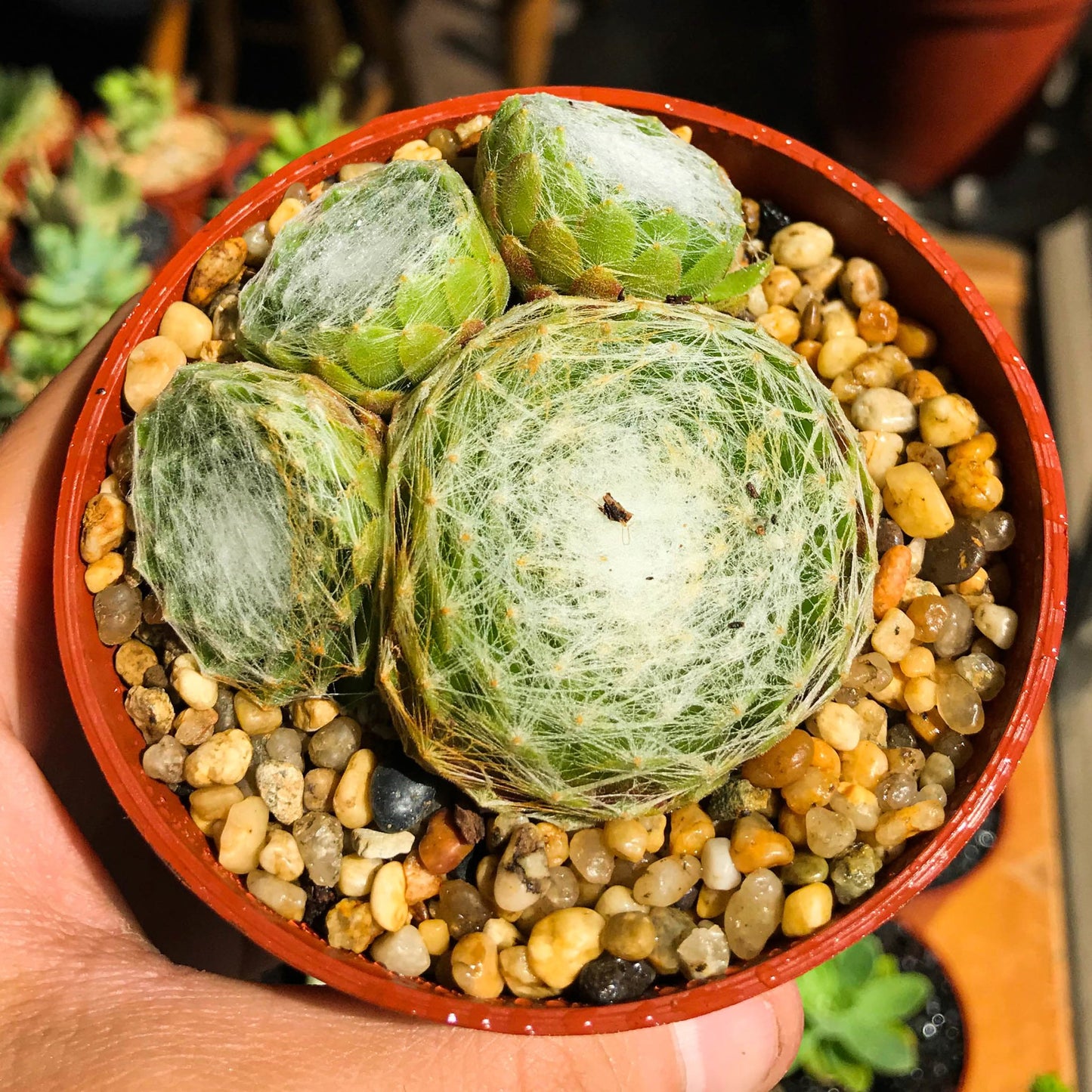 Sempervivum arachnoideum cebenese - cactusandes