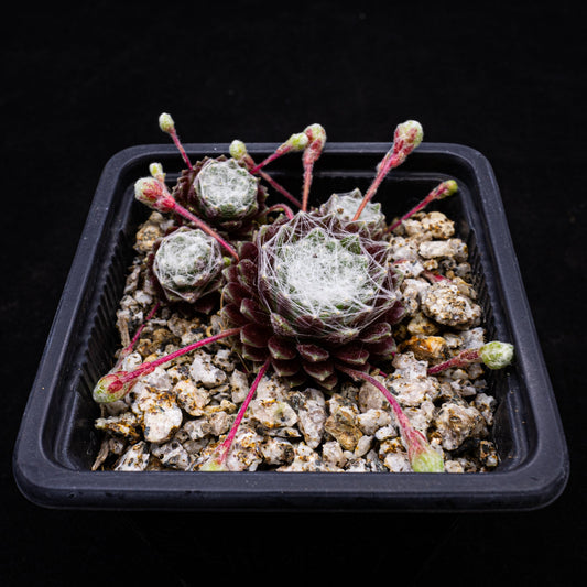 Sempervivum arachnoideum subsp. tomentosum - cactusandes