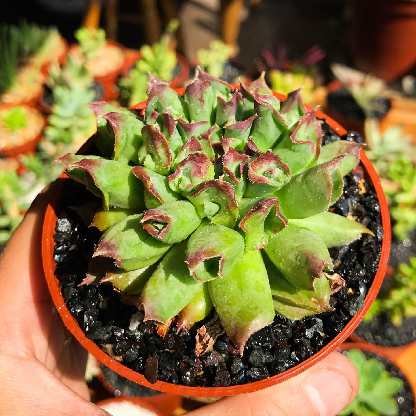 Sempervivum tectorum "Oddity" - cactusandes