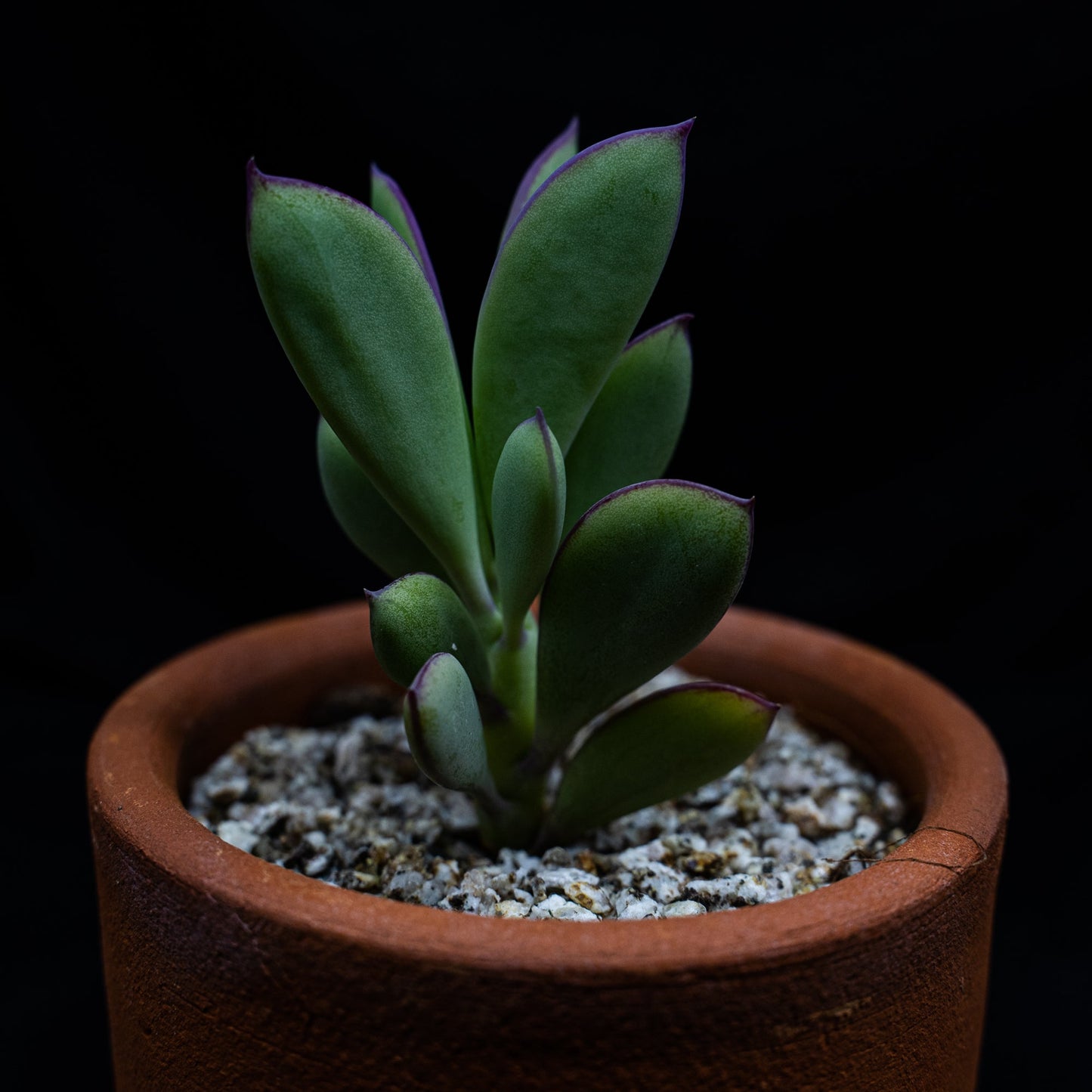 Senecio crassissimus - cactusandes