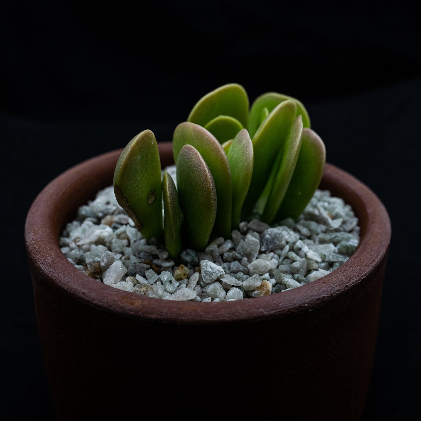 Senecio jacobsenii - cactusandes