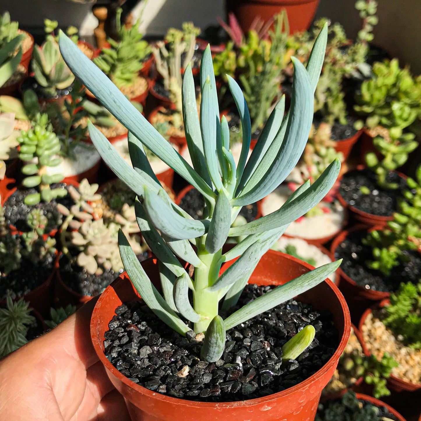 Senecio mandraliscae - cactusandes