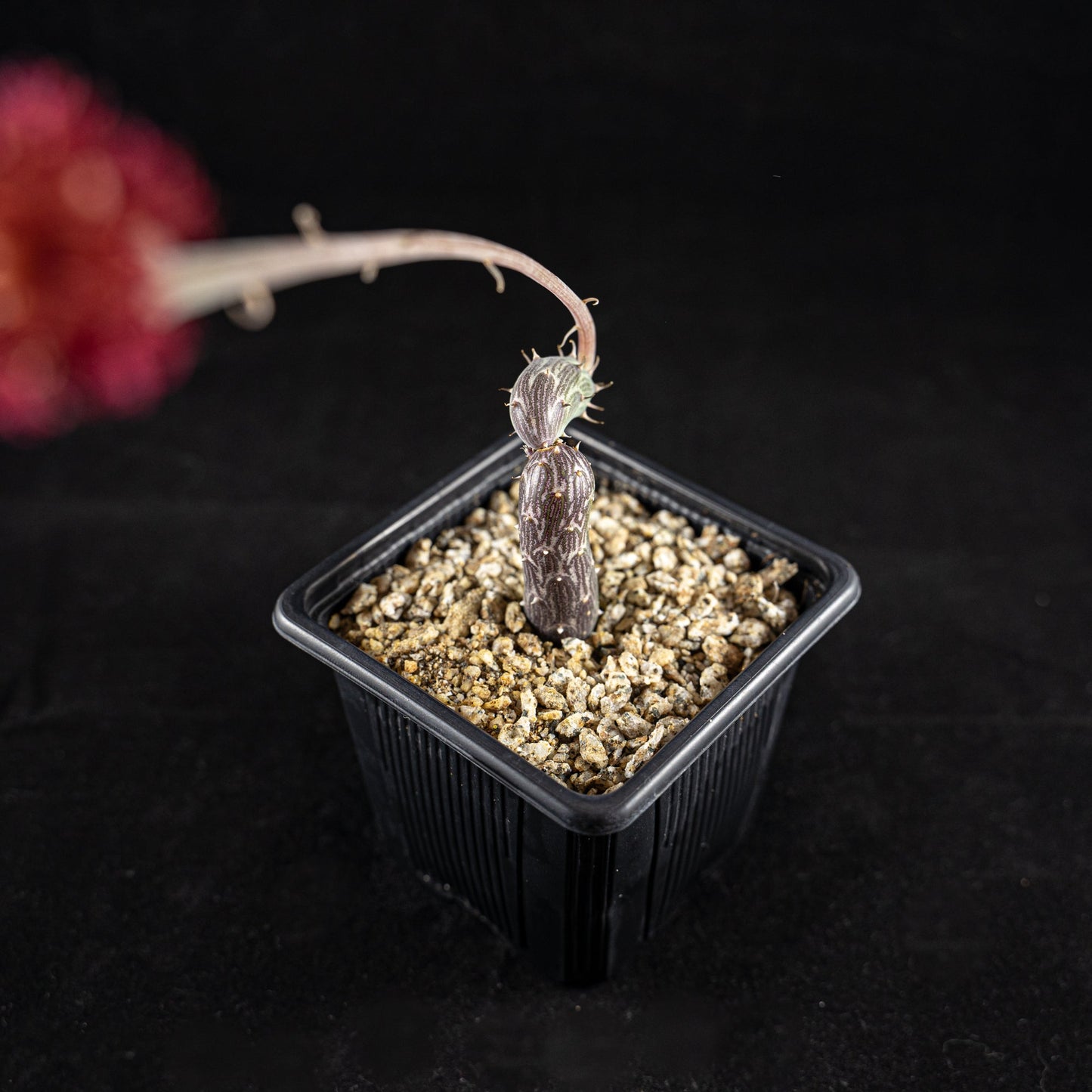 Senecio pendulus - cactusandes