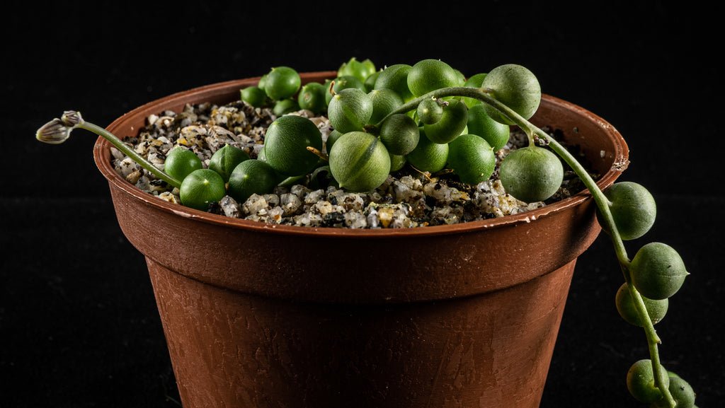 Senecio rowleyanus - cactusandes