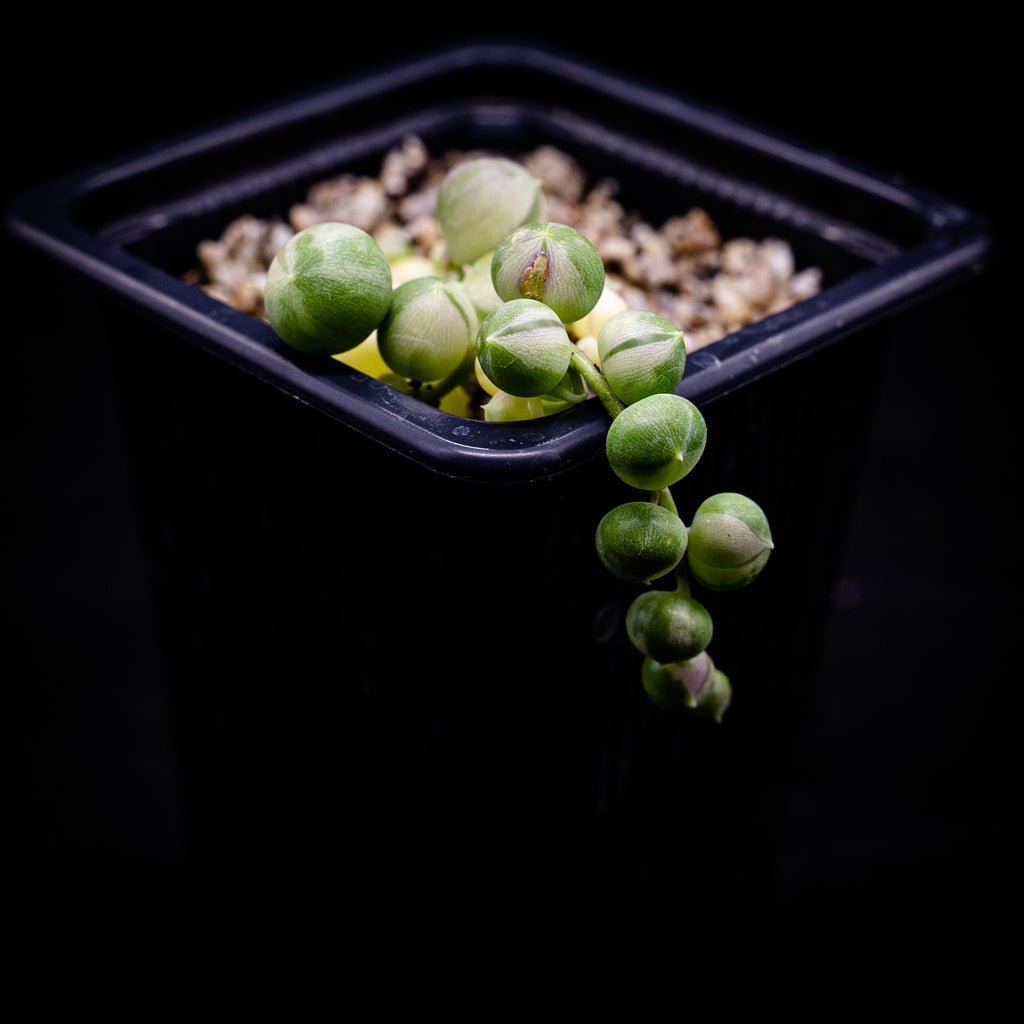Senecio rowleyanus variegado - cactusandes