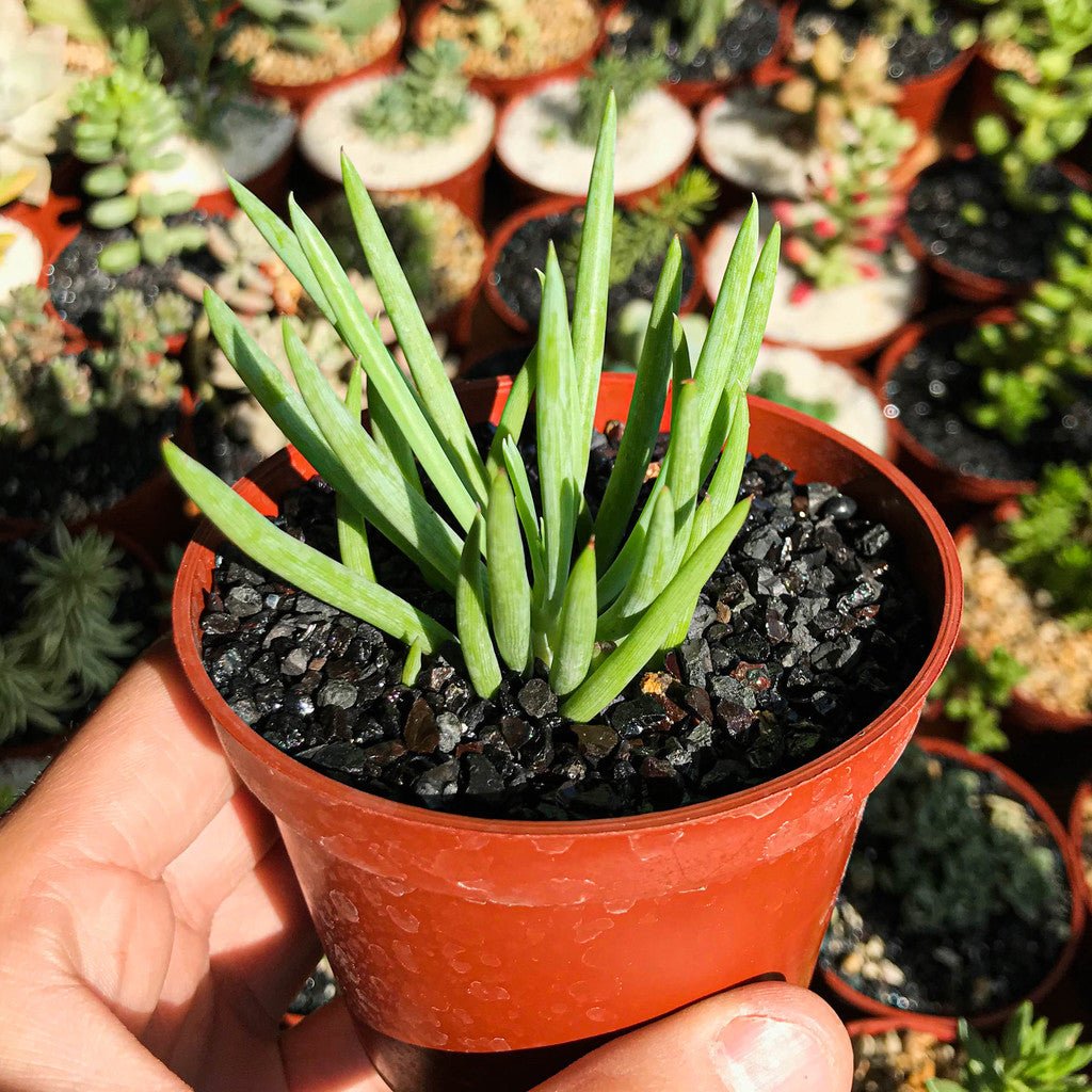 Senecio vitalis - cactusandes