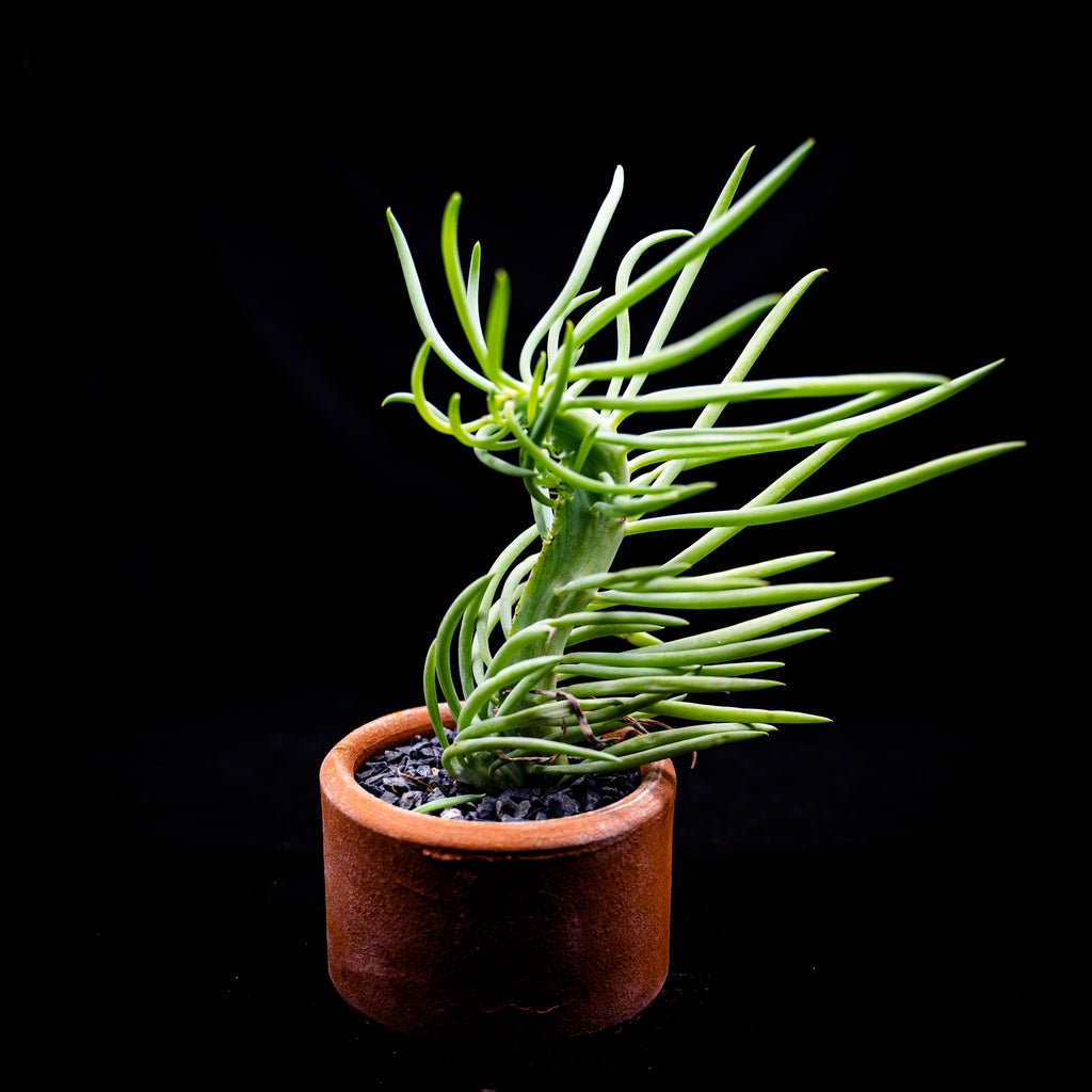 Senecio vitalis crestado - cactusandes