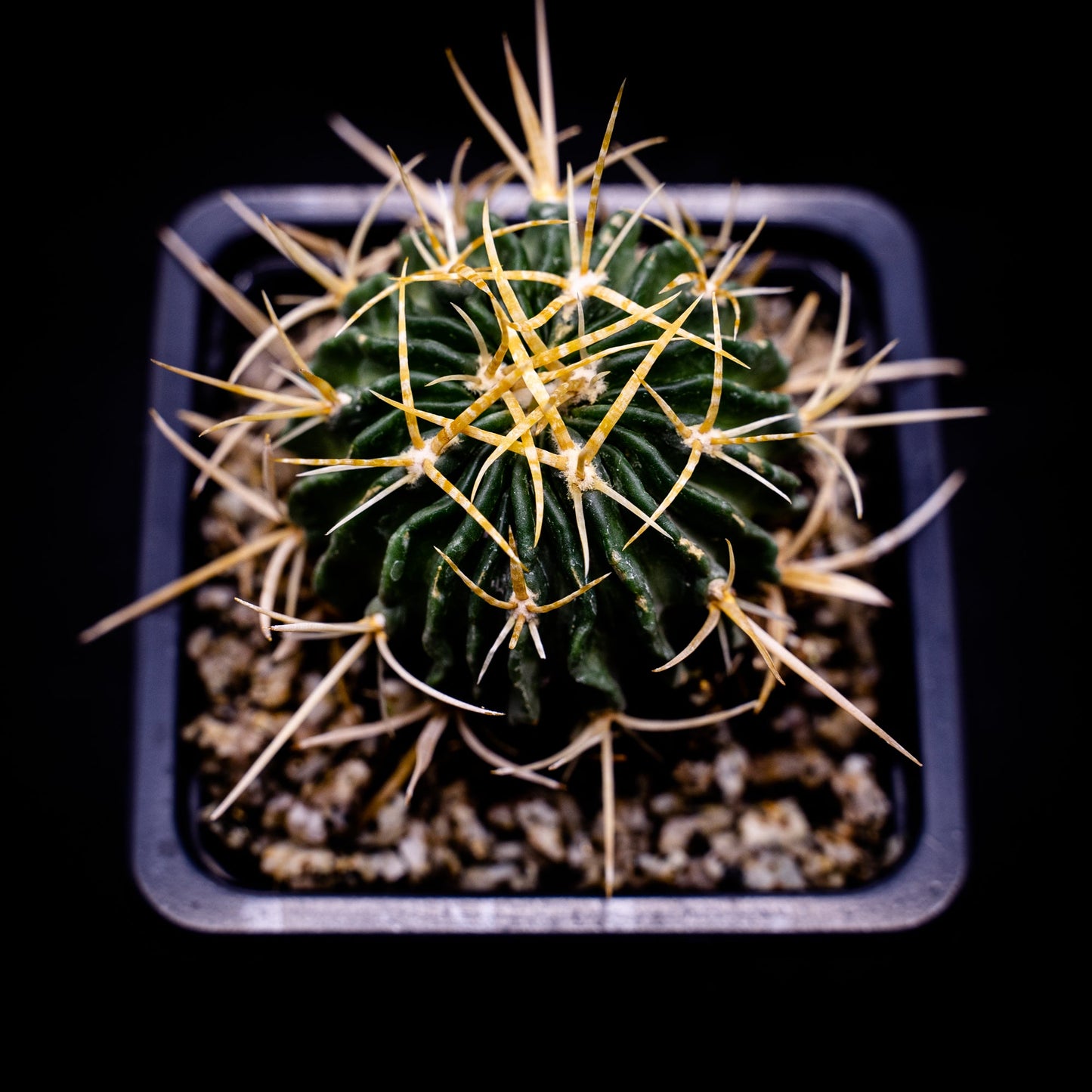 Stenocactus crispatus - cactusandes
