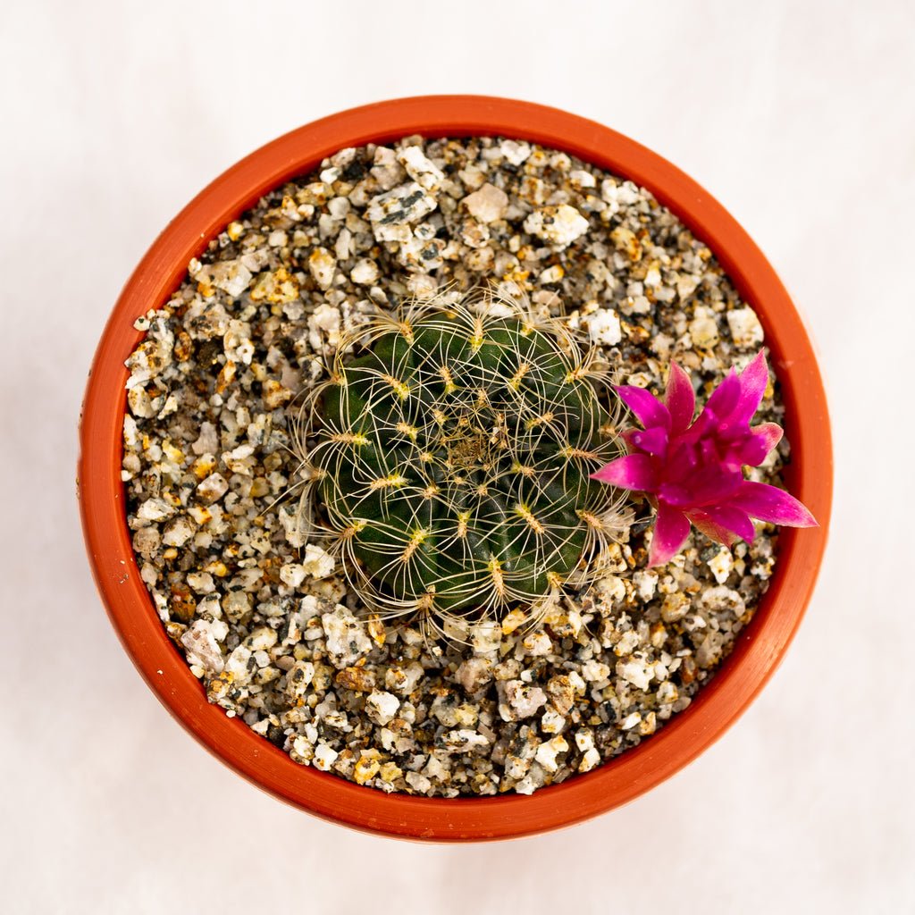 Sulcorebutia crispata - cactusandes