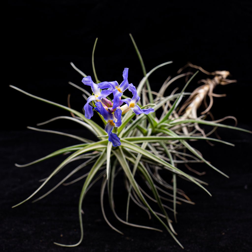 Tillandsia bergeri - cactusandes