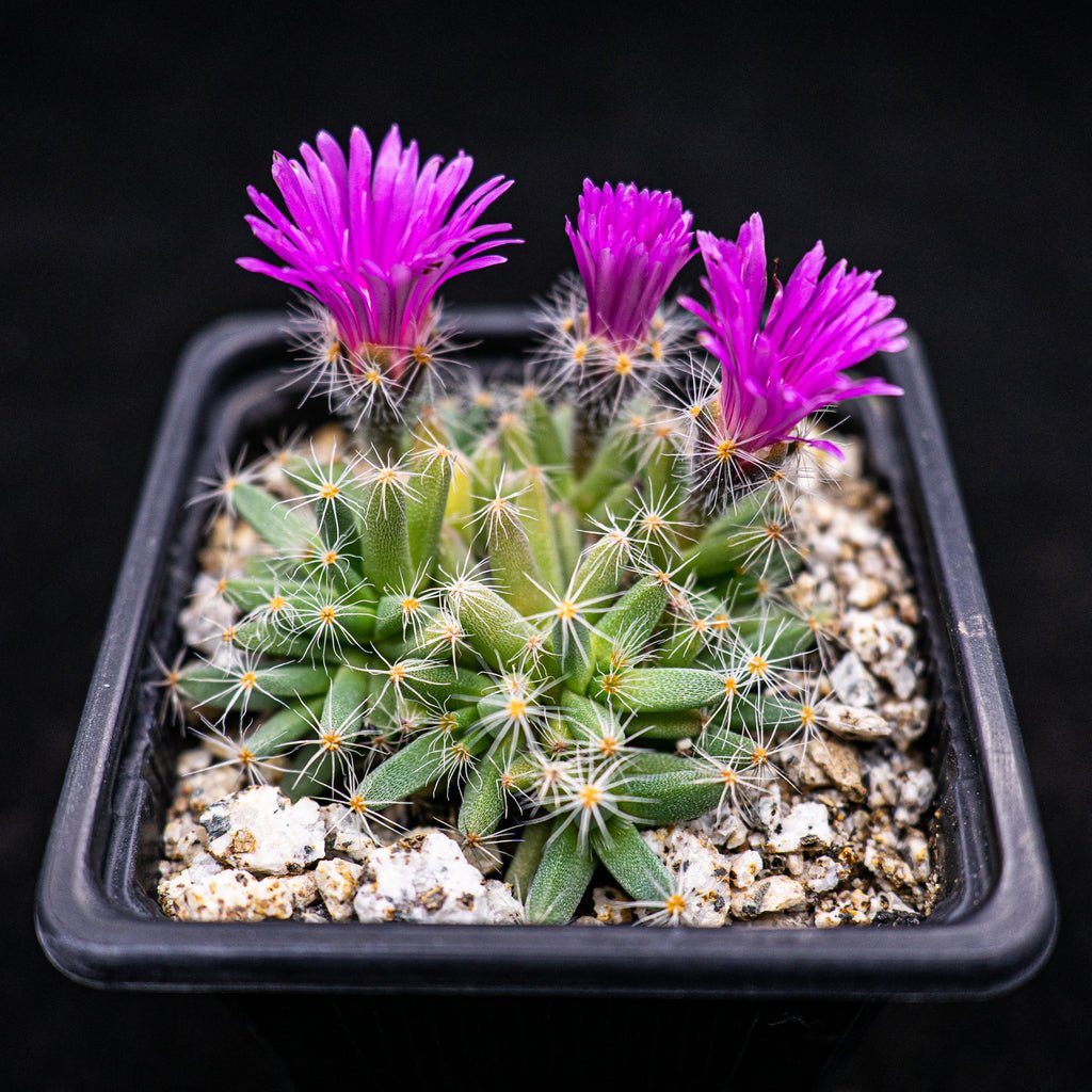 Trichodiadema densum - cactusandes