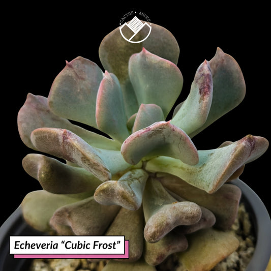 Echeveria "Cubic Frost"