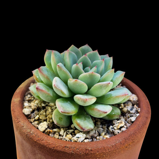 Echeveria pulidonis Red Line