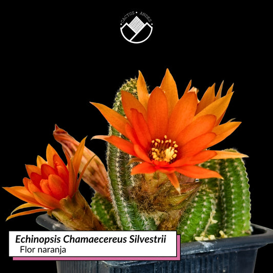 Echinopsis chamaecereus flor naranja