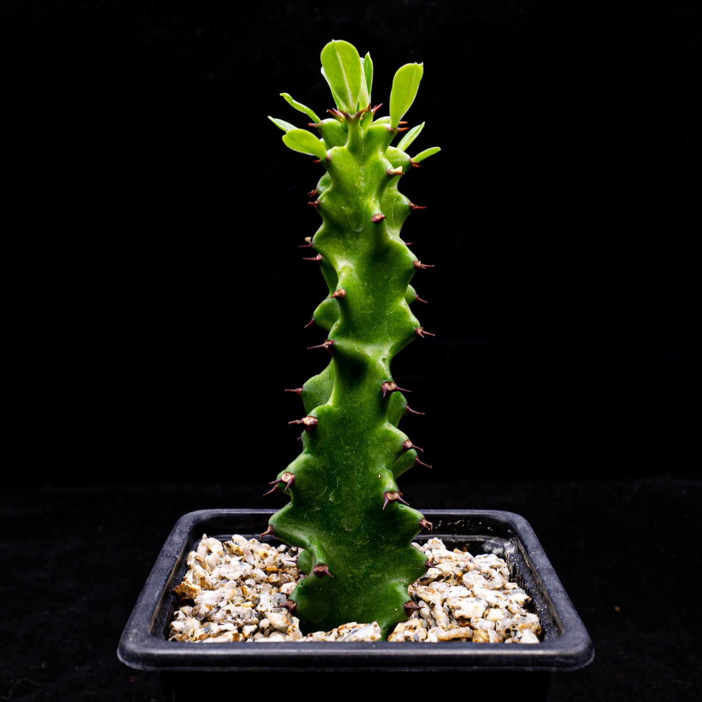 Euphorbia sp. mounstrosa