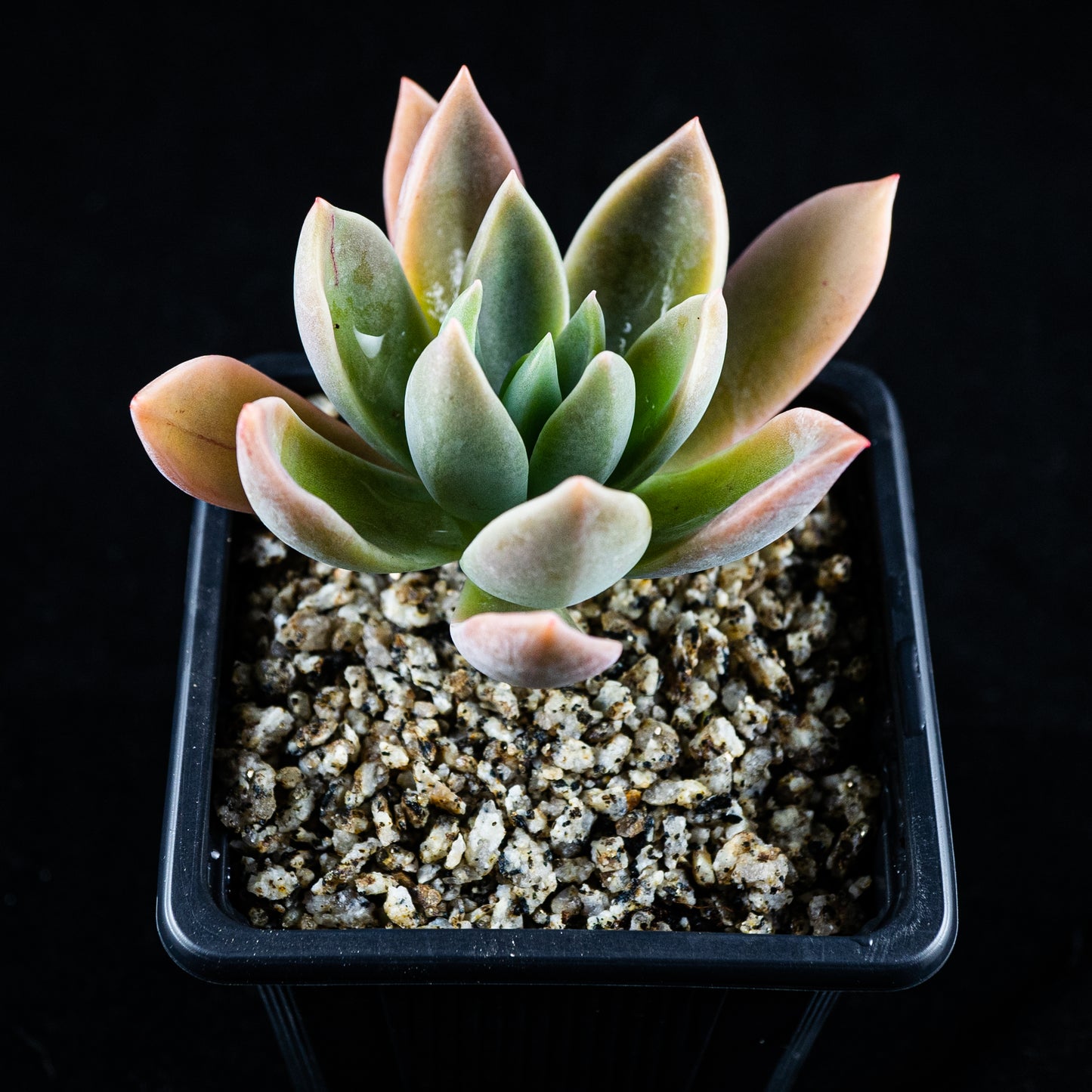 Graptoveria "Water Lily"