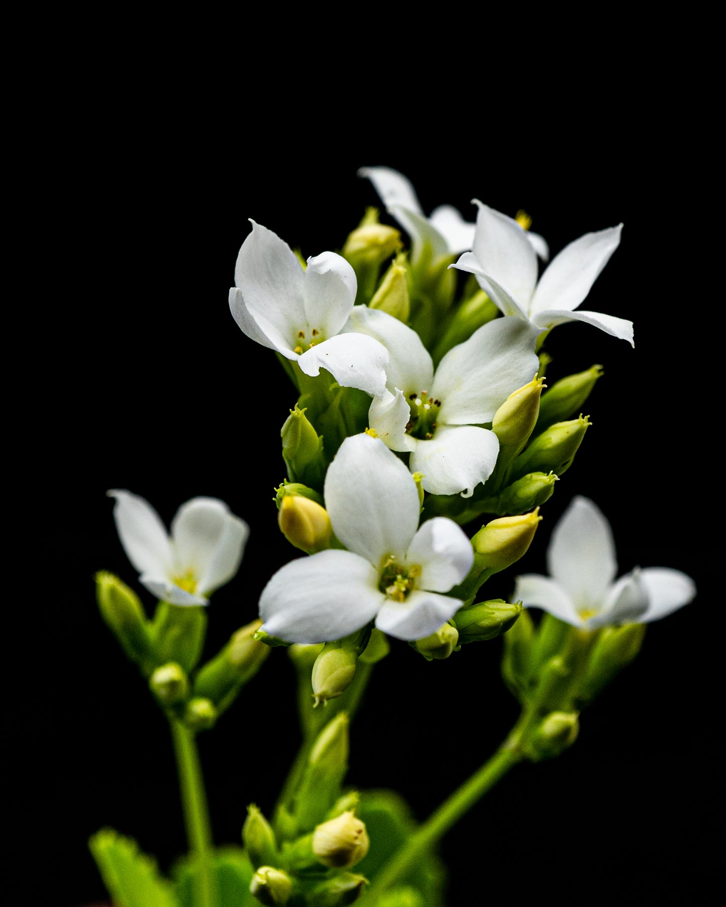 Kalanchoe blossfeldiana flor blanca