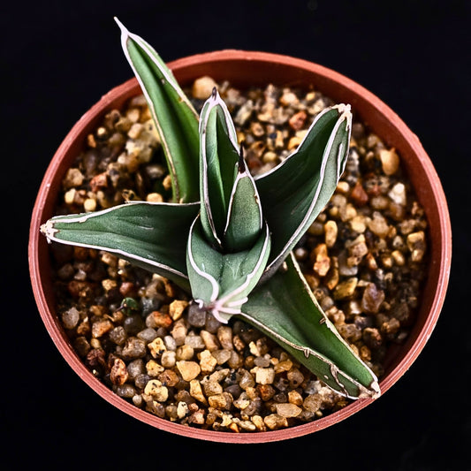 Agave victoriae - reginae - cactusandes