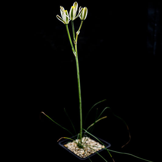 Albuca humilis - cactusandes