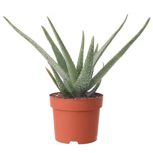 Aloe Vera (Aloe barbadensis) - cactusandes