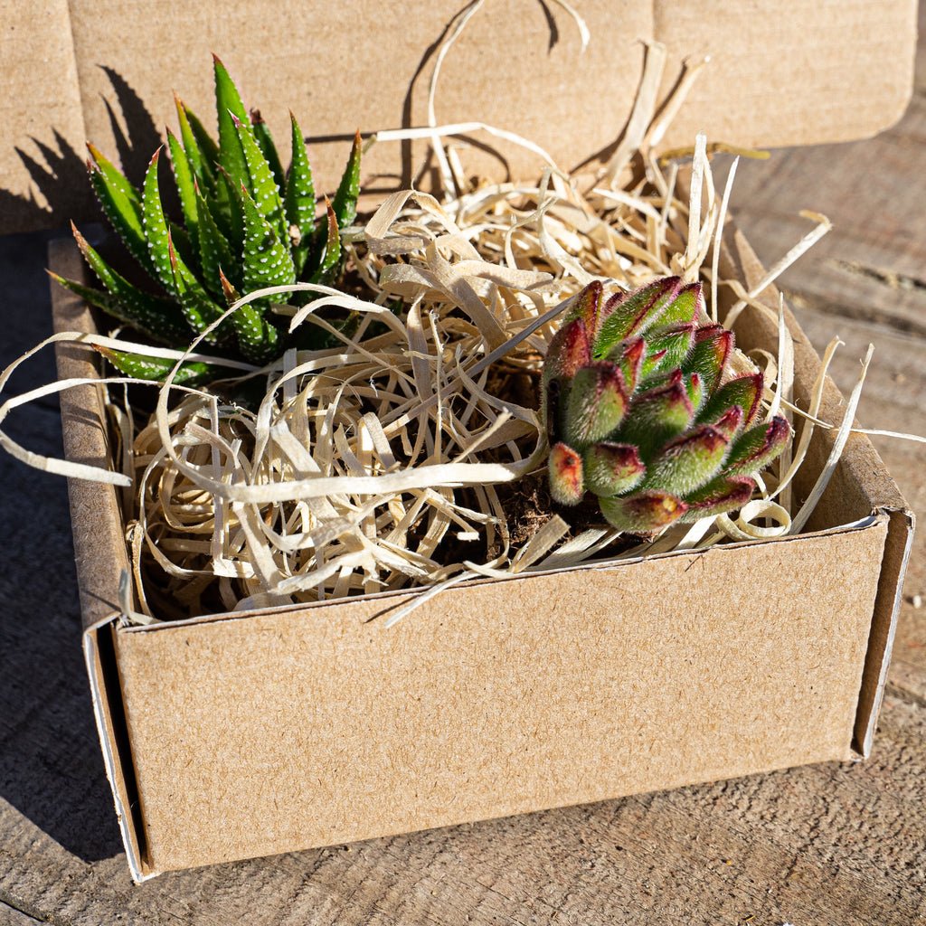 Caja Regalo 2 Suculentas - cactusandes