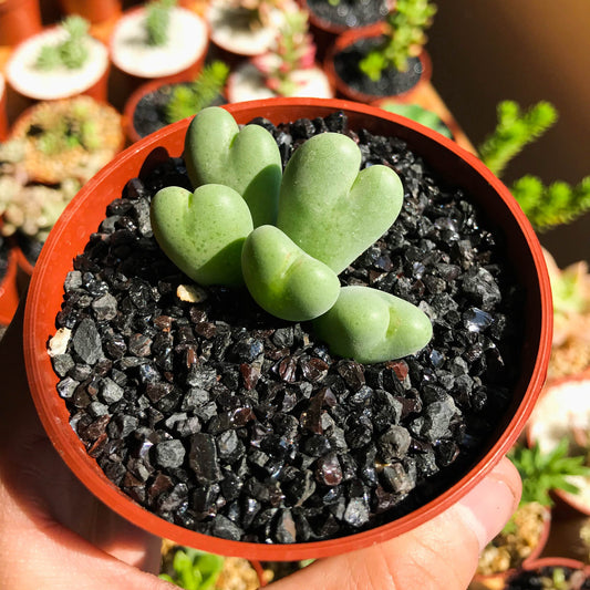 Conophytum bilobum - cactusandes