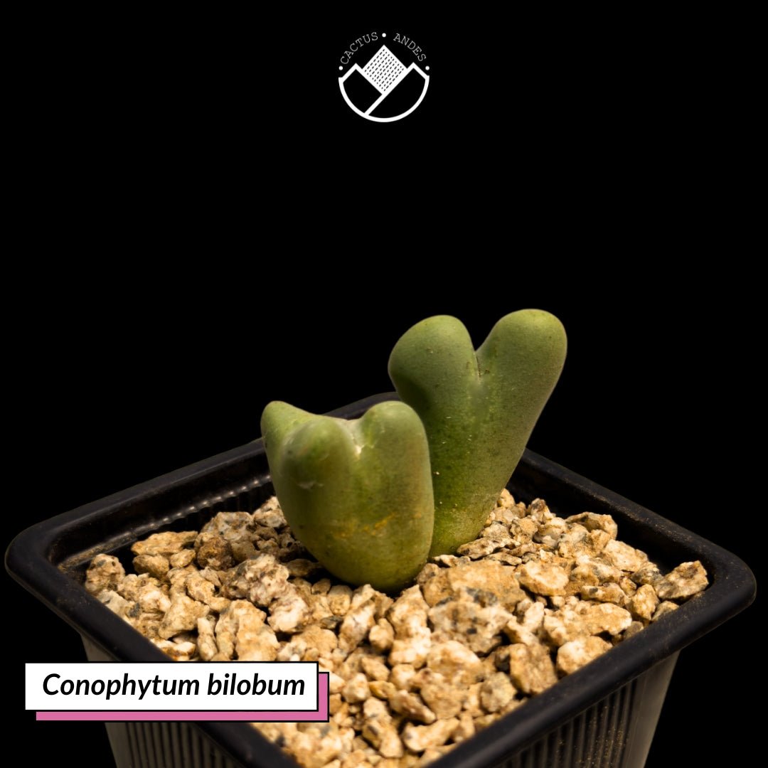 Conophytum bilobum - cactusandes