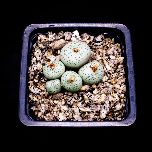 Conophytum truncatum - cactusandes