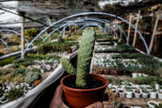 Consolea rubescens - cactusandes