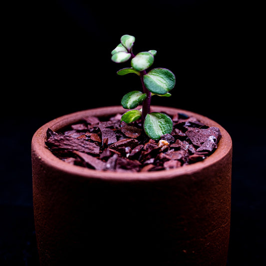 Crassula afra tricolor - cactusandes