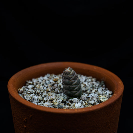 Crassula barklyi - cactusandes