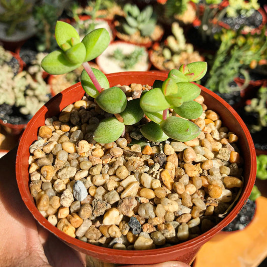 Crassula brevifolia - cactusandes