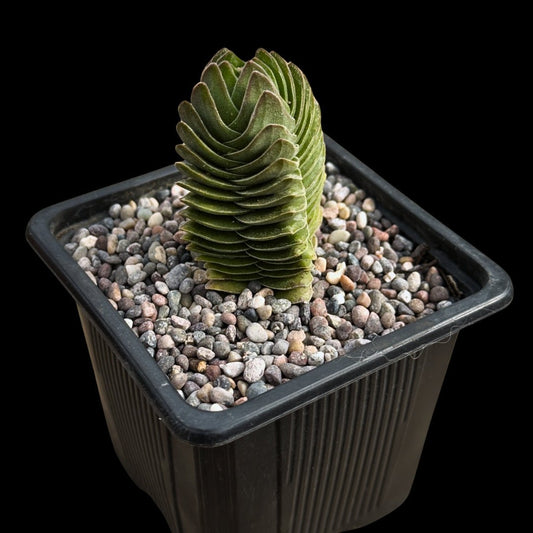 Crassula Buddhas's Temple - cactusandes