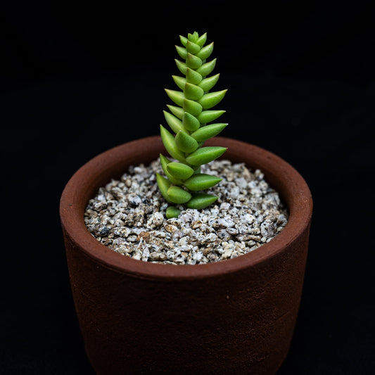 Crassula capitella ssp. thyrsiflora - cactusandes