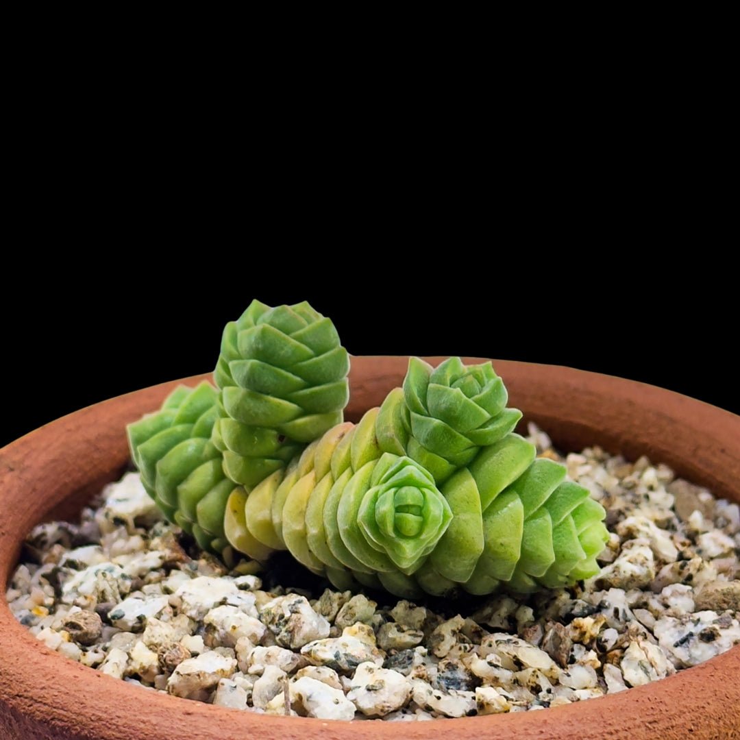 Crassula collumella - cactusandes